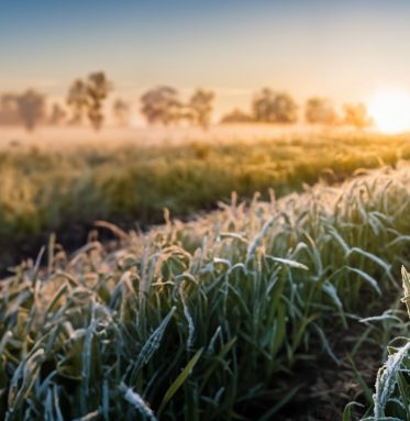 Close-up of young green wheat field with hoar-frost. Early morning spring frost on a wheat field. Landscape background with young wheat ears covered with snow. Concept of agriculture or farming. Close-up of young green wheat field with hoar-frost. Early morning spring frost on a wheat field. Landscape background with young wheat ears covered with snow. Concept of agriculture or farming.